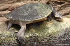 Rotbauch-Spitzkopfschildkröte (Emydura subglobosa) im Tierpark Berlin