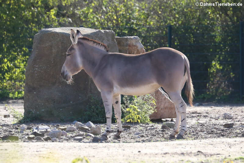 Equus africanus somaliensis