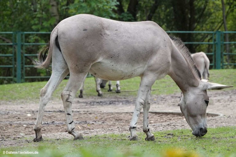 Equus africanus somaliensis
