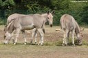 Equus africanus somaliensis