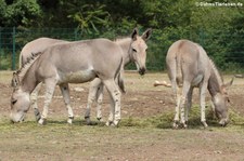 Somali-Wildesel (Equus africanus somaliensis) im Tierpark Berlin