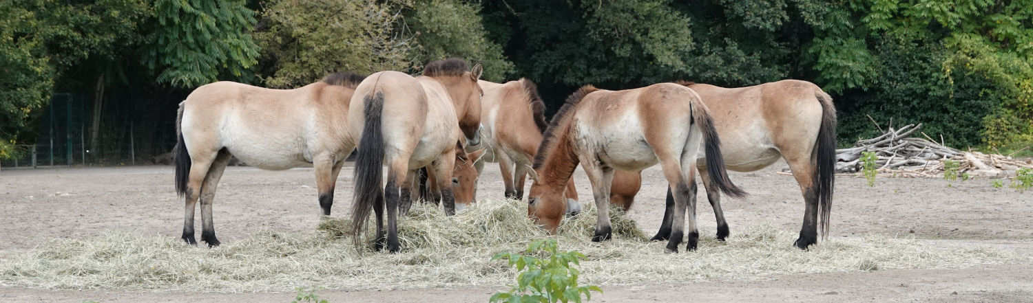 Equus ferus przewalskii