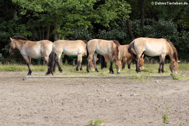 Equus ferus przewalski