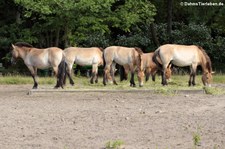 Przewalski-Pferde (Equus ferus przewalskii) im Tierpark Berlin