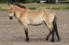 Przewalski-Pferd (Equus ferus przewalskii) im Tierpark Berlin