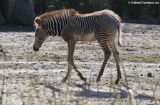 Junges Grevyzebra (Equus grevyi) im Tierpark Berlin