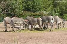 Grevyzebra (Equus grevyi) im Tierpark Berlin