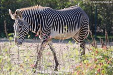 Grevyzebra (Equus grevyi) im Tierpark Berlin