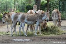 Kulan oder Kulan oder Turkmenischer Halbesel (Equus hemionus kulan) im Tierpark Berlin