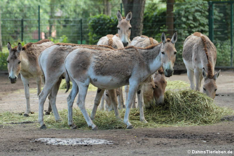 Equus hemionus kulan-2