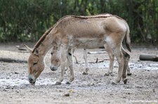 Kulan oder Kulan oder Turkmenischer Halbesel (Equus hemionus kulan) im Tierpark Berlin