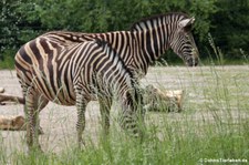 Chapman-Zebra (Equus quagga chapmani) im Tierpark Berlin