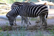Chapman-Zebra (Equus quagga chapmani) im Tierpark Berlin