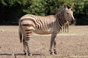 Equus zebra hartmannae