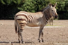 Hartmann-Bergzebra (Equus zebra hartmannae) im Tierpark Berlin