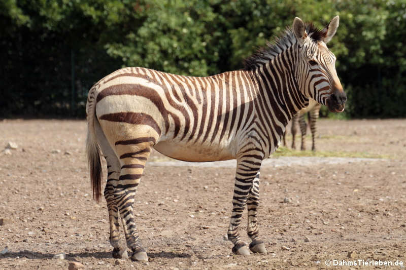 Equus zebra hartmannae