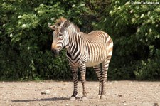 Hartmann-Bergzebra (Equus zebra hartmannae) im Tierpark Berlin