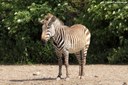 Equus zebra hartmannae