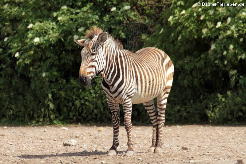 Equus zebra hartmannae-1