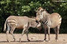 Hartmann-Bergzebra (Equus zebra hartmannae) im Tierpark Berlin