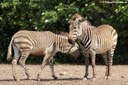 Equus zebra hartmannae