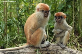 Husarenaffen im Tierpark Berlin