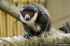 Mongozmaki (Eulemur mongoz) im Tierpark Berlin