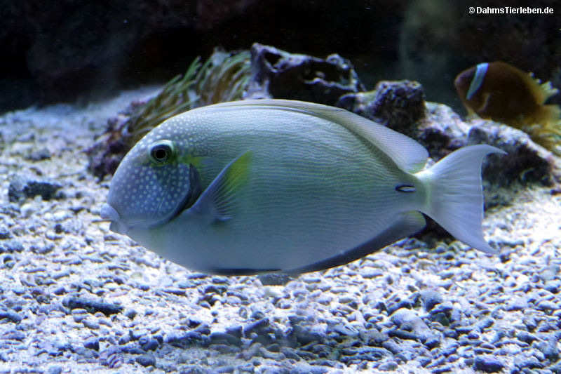 Punktgesicht-Doktorfisch
(Acanthurus maculiceps) Acanthurus maculiceps