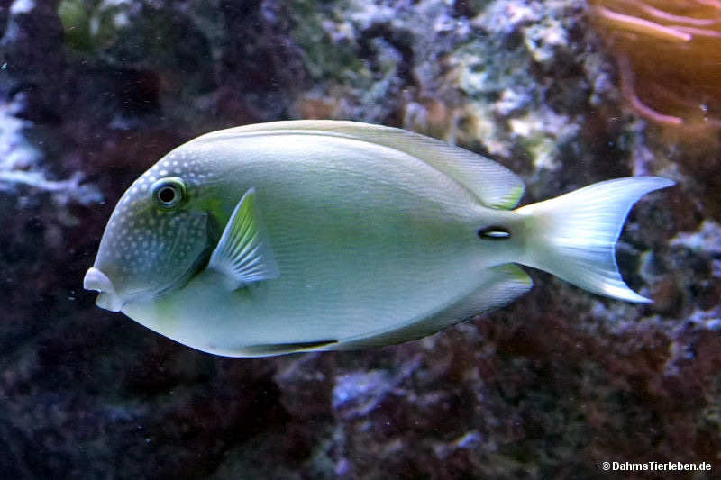 Acanthurus maculiceps