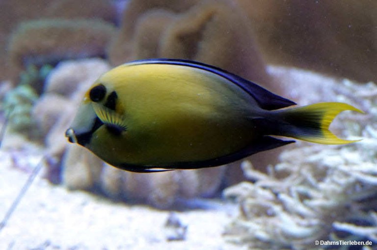 Acanthurus pyroferus