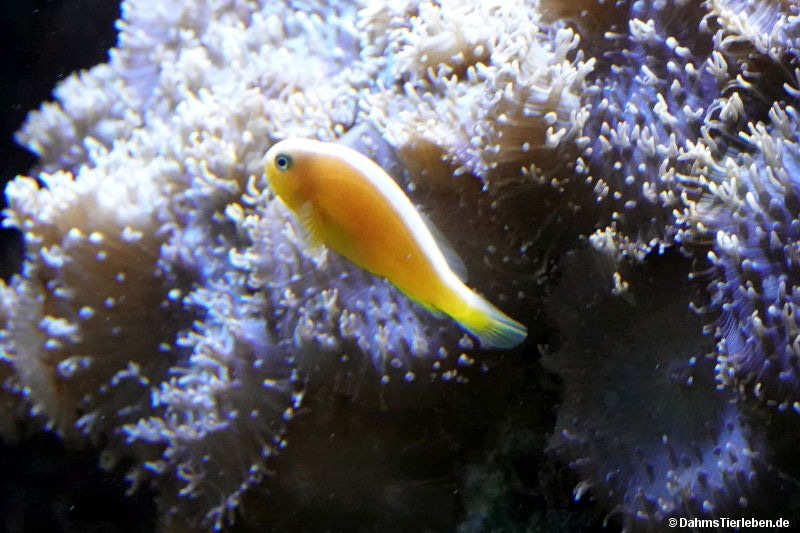 Amphiprion akallopisos