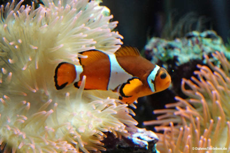 Orangeringelfisch
(Amphiprion ocellaris) Amphiprion ocellaris