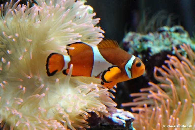 Amphiprion ocellaris