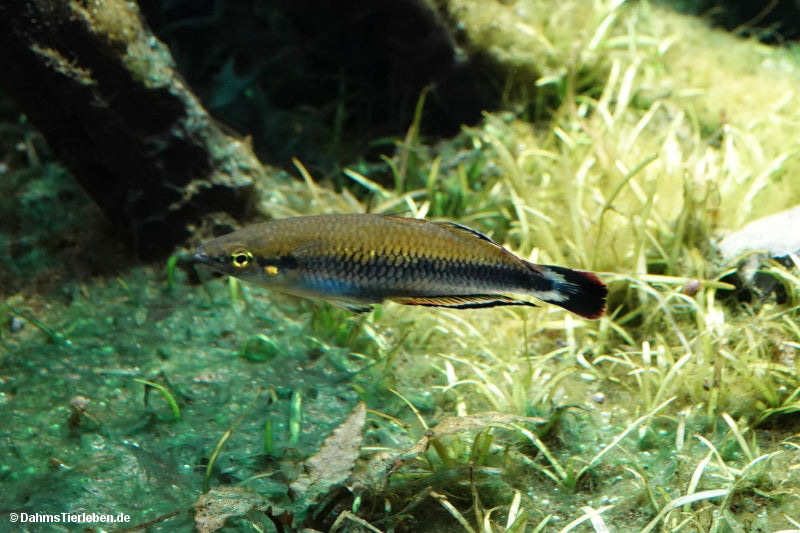 Bedotia geayi-2