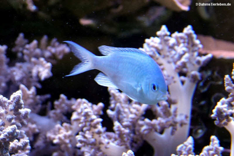Chromis viridis