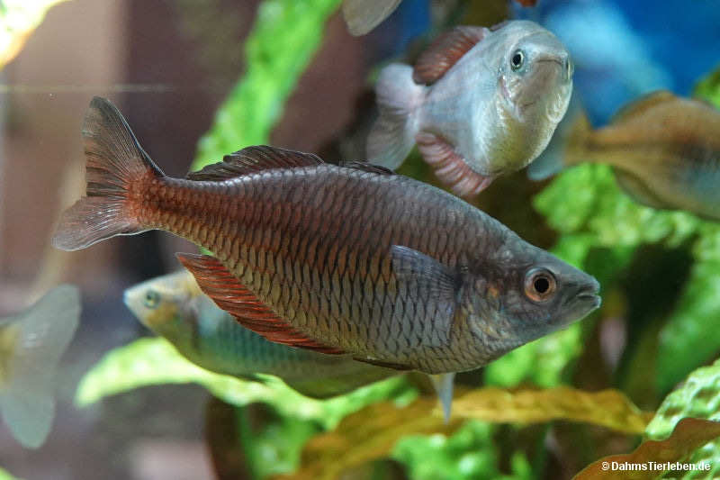 fische.jpg