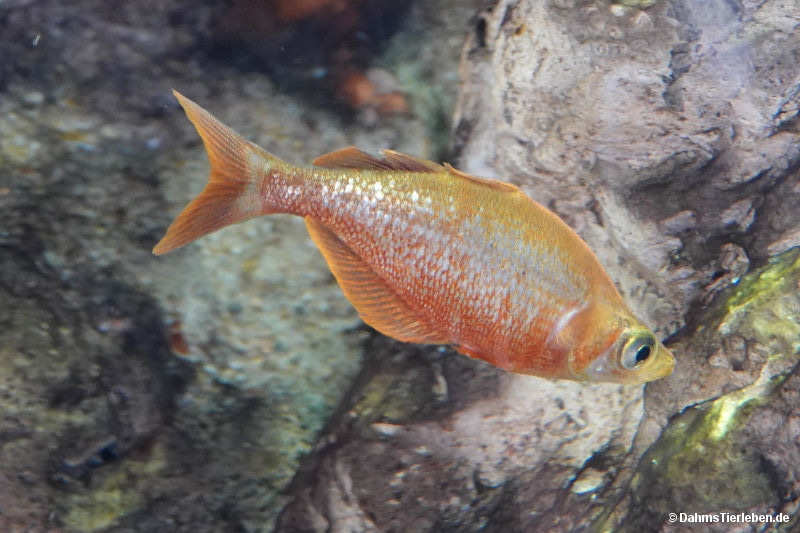 Lachsroter Regenbogenfisch
(Glossolepis incisa) Glossolepis incisa