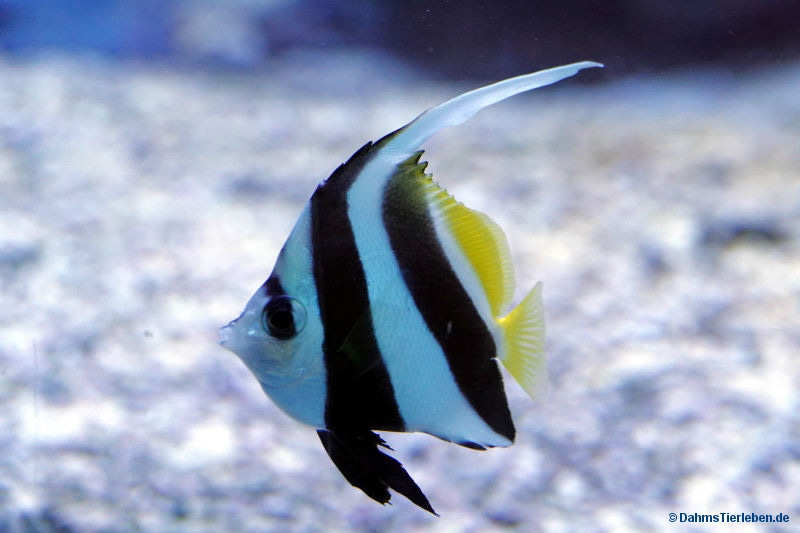 Spitzschnauziger Wimpelfisch
(Heniochus acuminatus) Heniochus acuminatus