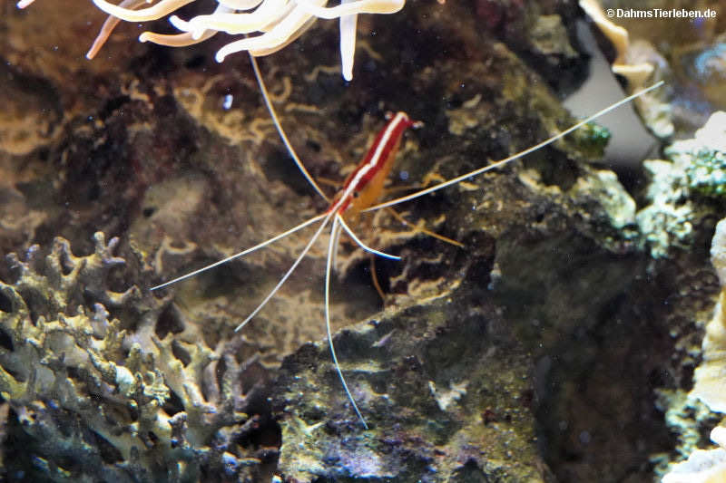 Indopazifische Weißband-Putzergarnele
(Lysmata amboinensis) Lysmata amboinensis