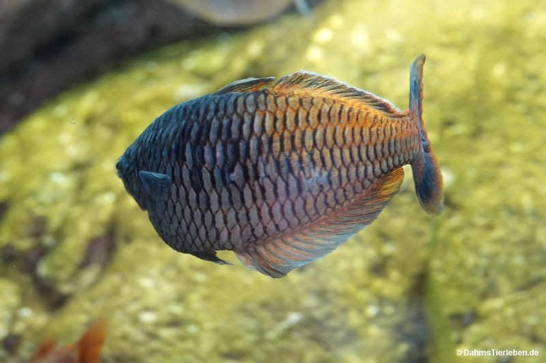 Melanotaenia boesemani