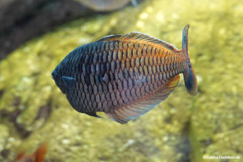 Melanotaenia boesemani