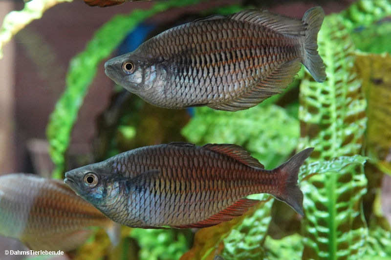 Melanotaenia parva