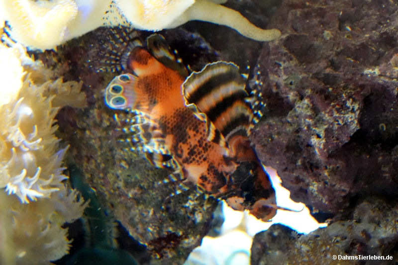 Pfauenaugen-Zwergfeuerfisch
(Nemapterois biocellatus Nemapterois biocellatus