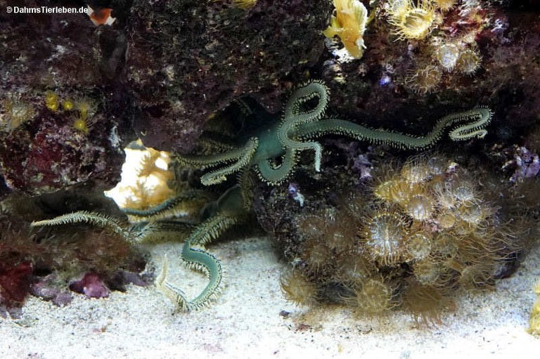 Ophiarachna incrassata