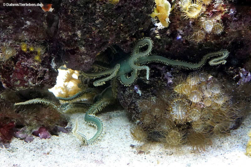 Olivgrüner Schlangenstern
(Ophiarachna incrassata) Ophiarachna incrassata