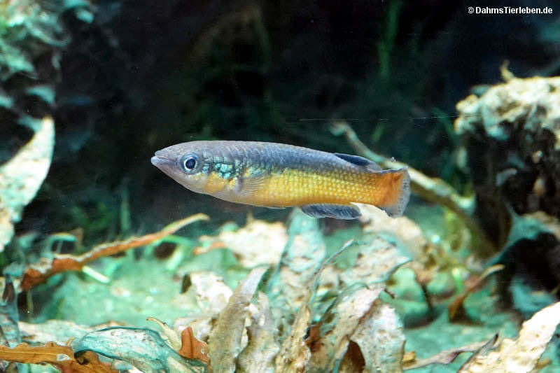 Pachypanchax sakaramyi