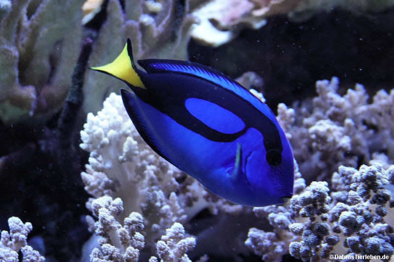 Paracanthurus hepatus
