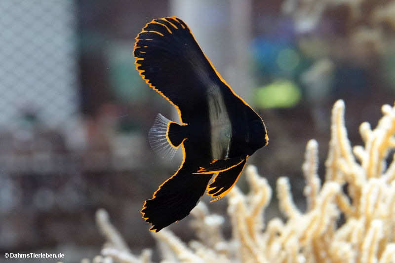 Spitzmaul-Fledermausfisch
(Platax pinnatus Platax pinnatus