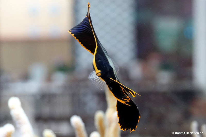Platax pinnatus