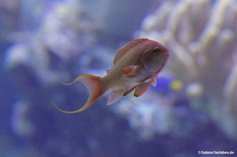 Pseudanthias squamipinnis